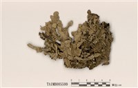 藏品(皺梅衣)的圖片